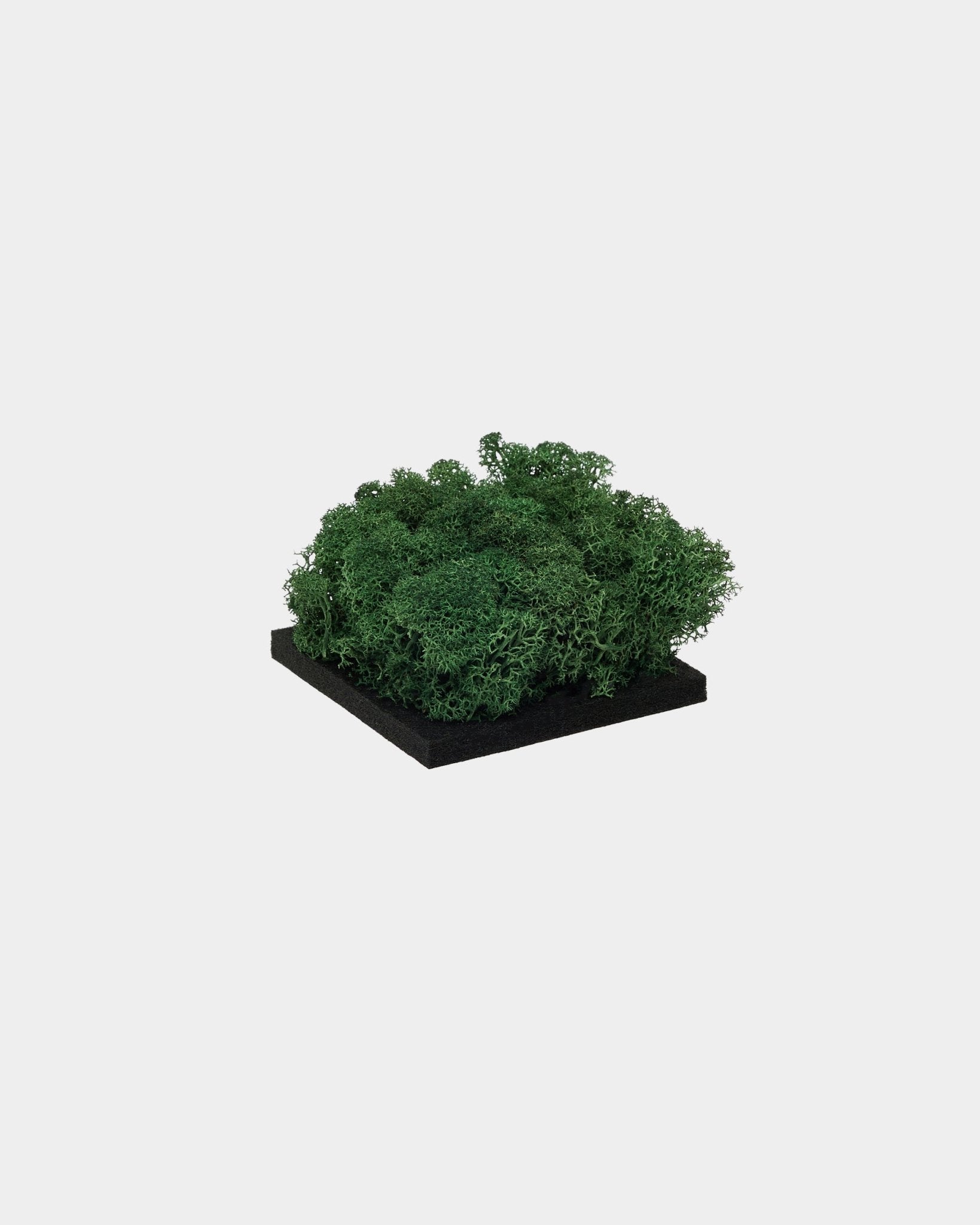 WoodUpp Moss-prøve i Moss Green, med tett, grønn konservert moss på en black kvadratisk base, vist mot en ren hvit bakgrunn.